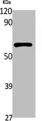 POLM Antibody