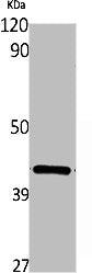 WNT16 Antibody