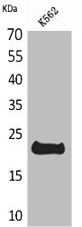 LIF Antibody