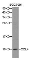 CCL4 Antibody