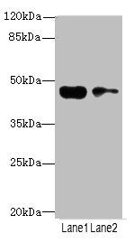 CCNE2 Antibody