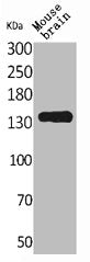 CNTN1 Antibody