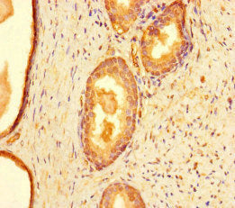CCNO Antibody