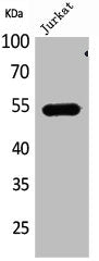 DPP7 Antibody