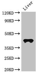 CCR3 Antibody