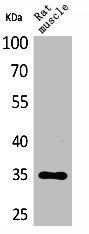 CA4 Antibody