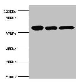 CCT2 Antibody