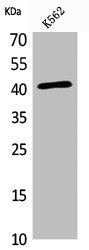 SELL Antibody
