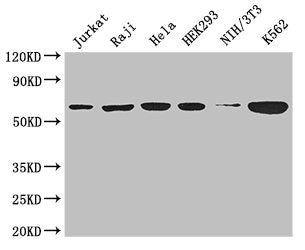 CCT8 Antibody