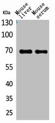 AFP Antibody