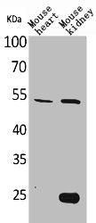 SCG3 Antibody