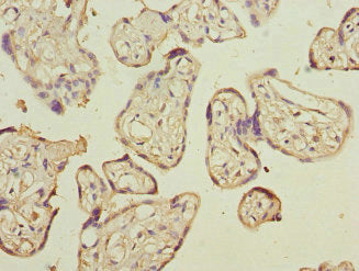 CD200 Antibody