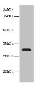 CD200 Antibody