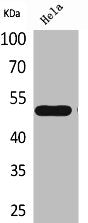 NR1H3 Antibody