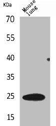 EDN1 Antibody