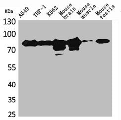 PRKCG Antibody