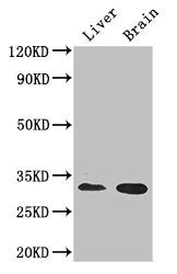 CD37 Antibody