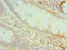 CD48 Antibody