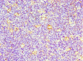 CD7 Antibody