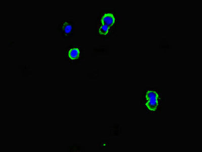 CD79B Antibody