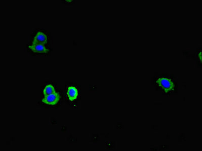 CD83 Antibody