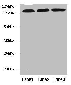 CD97 Antibody