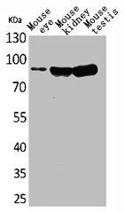 HGS Antibody