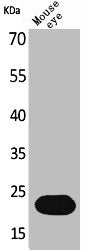 BNIP3 Antibody