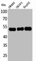 CFLAR Antibody