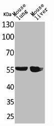 ALDH1A1 Antibody