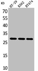 BRMS1 Antibody