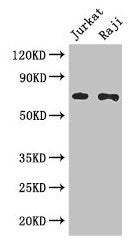 CDC25B Antibody