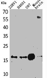 APLN Antibody
