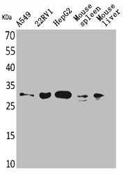 TNFSF13B Antibody