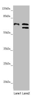 CDC45 Antibody