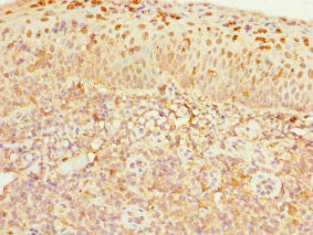 CDC7 Antibody