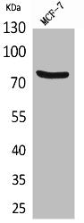 CEACAM5 Antibody