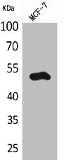KRT14 Antibody