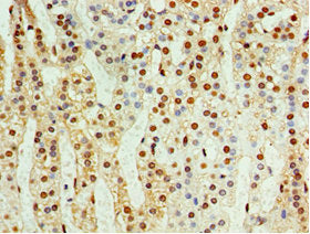 CDK10 Antibody