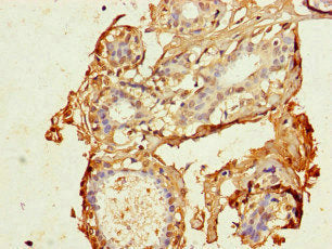 CDK7 Antibody