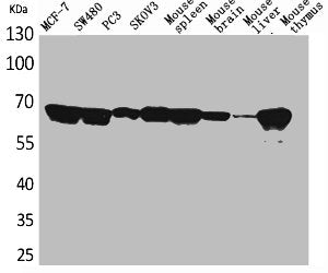 LMNB1 Antibody