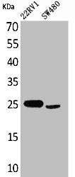 SSX1 Antibody