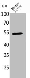 MDM2 Antibody
