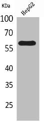 ASIC3 Antibody