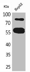 CEACAM1 Antibody