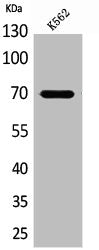 KEAP1 Antibody