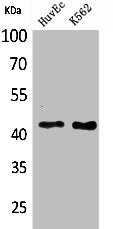 LAYN Antibody
