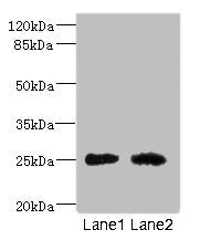 CEACAM4 Antibody