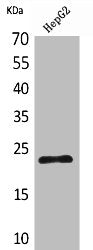SNAP23 Antibody