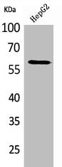 HEXA Antibody